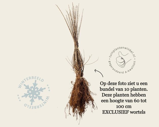 Ligustrum vulgare - blote wortel