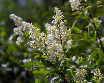 Ligustrum vulgare - blote wortel