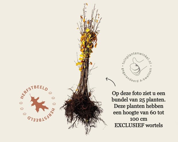 Frangula alnus - blote wortel