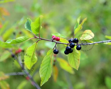Frangula alnus - blote wortel