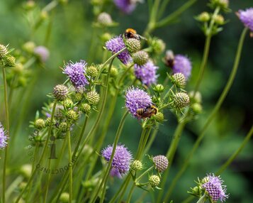 Succisa pratensis image