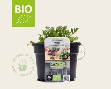 Apium graveolens - Puur image