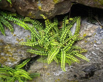 Asplenium trichomanes image