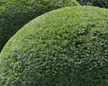 Taxus baccata - bolvorm