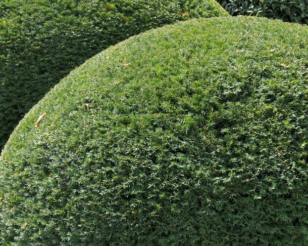 Taxus baccata - bolvorm