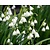 Leucojum aestivum