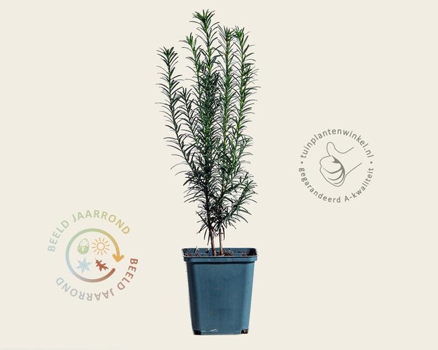 Taxus baccata - in pot