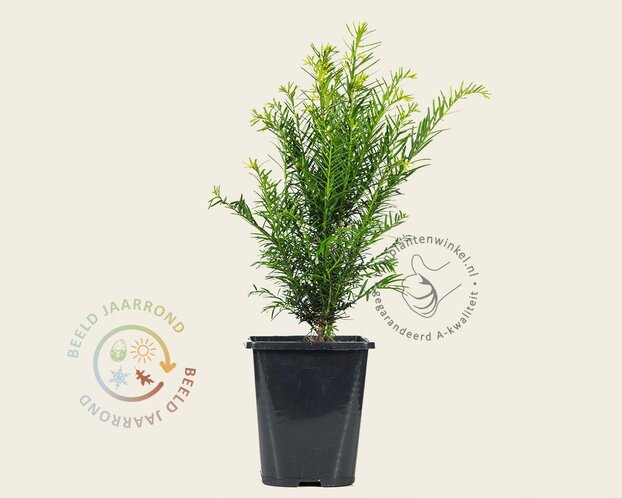 Taxus baccata - in pot