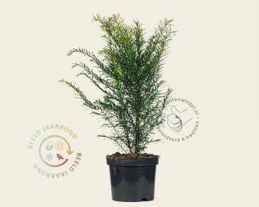 Taxus baccata - in pot