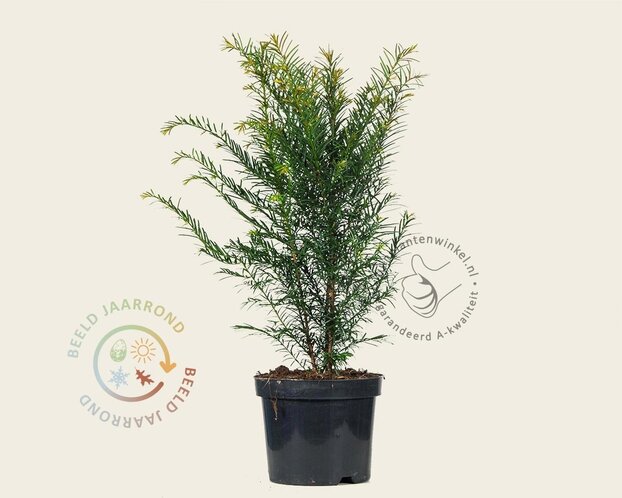 Taxus baccata - in pot