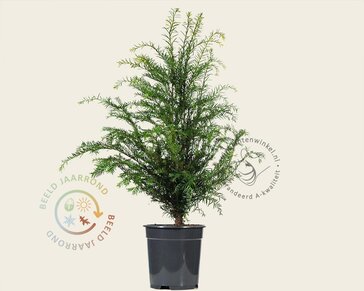 Taxus baccata - in pot