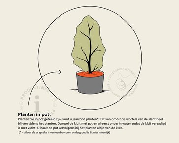 Taxus baccata - in pot