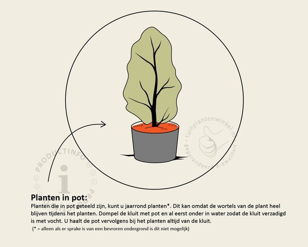 Taxus baccata - in pot