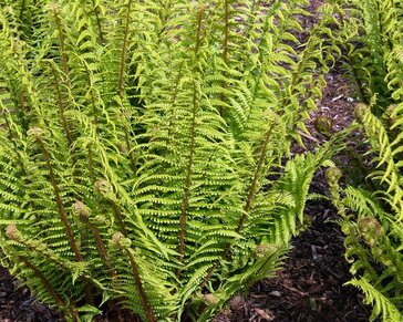 Dryopteris affinis