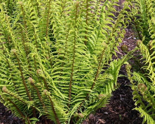 Dryopteris affinis