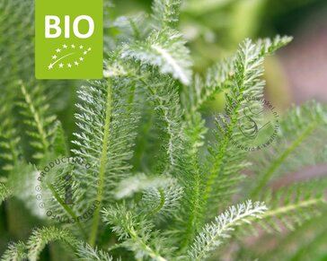 Achillea millefolium Puur