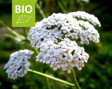 Achillea millefolium Puur