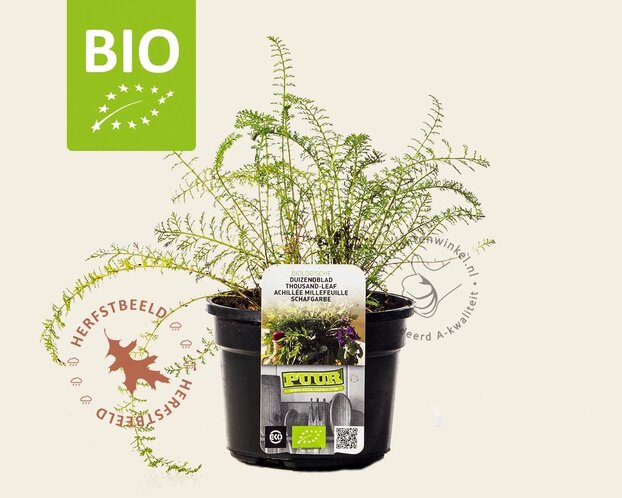 Achillea millefolium Puur
