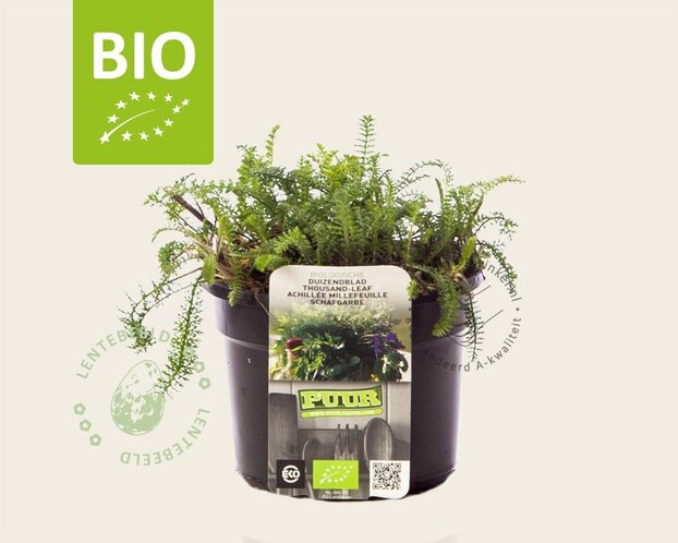 Achillea millefolium Puur