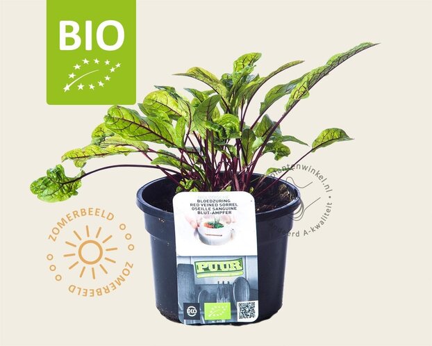 Rumex sanguineus Puur