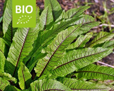 Rumex sanguineus Puur