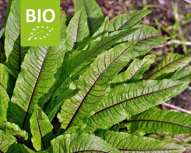 Rumex sanguineus Puur