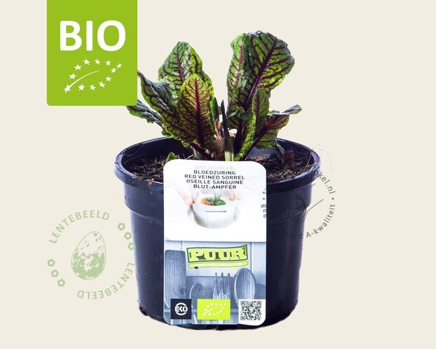 Rumex sanguineus Puur