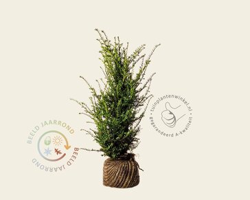 Taxus baccata - kluit