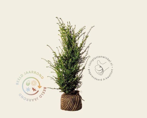 Taxus baccata - kluit