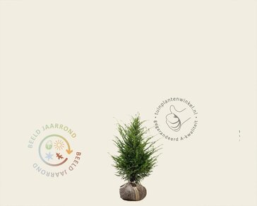 Taxus baccata - kluit