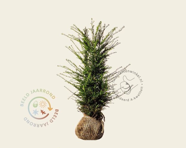 Taxus baccata - kluit