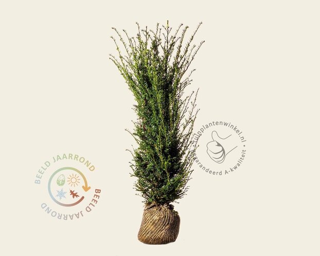Taxus baccata - kluit
