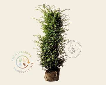 Taxus baccata - kluit