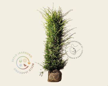 Taxus baccata - kluit