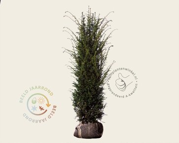 Taxus baccata - kluit