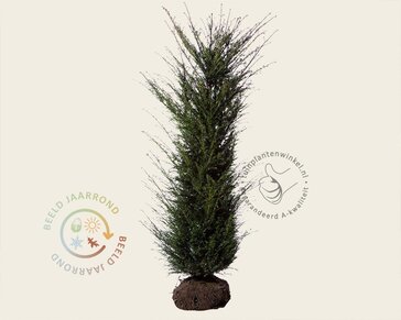 Taxus baccata - kluit