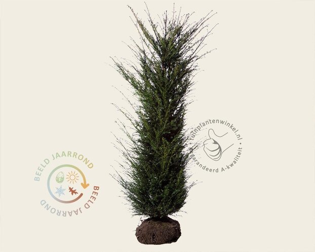 Taxus baccata - kluit