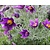 Pulsatilla vulgaris
