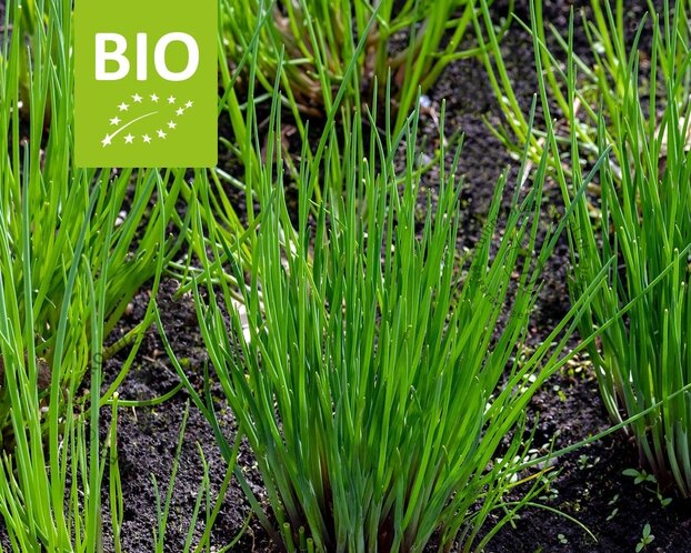 Allium schoenoprasum Puur