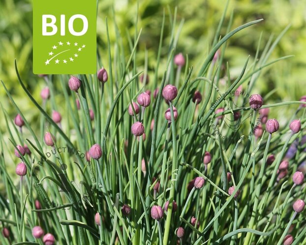 Allium schoenoprasum Puur