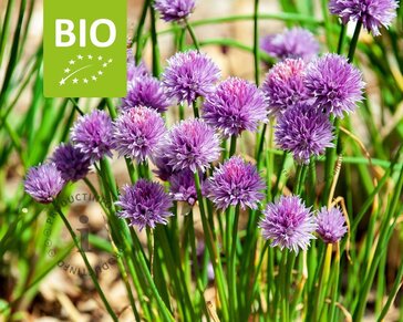 Allium schoenoprasum Puur