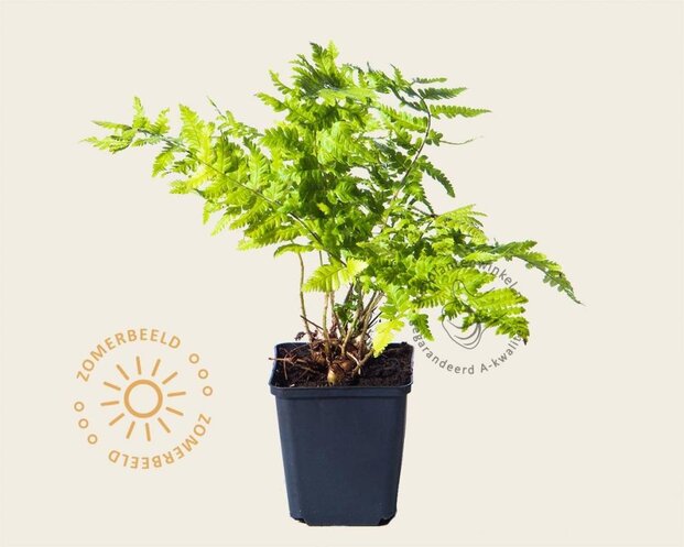 Dryopteris filix-mas