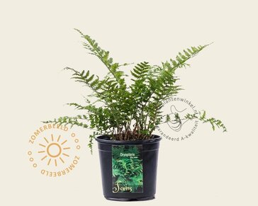 Dryopteris filix-mas