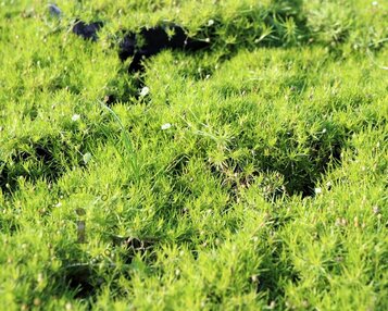 Sagina subulata image