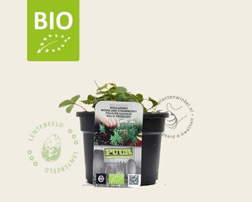 Fragaria vesca var. vesca - Puur image