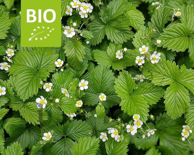 Fragaria vesca var. vesca - Puur