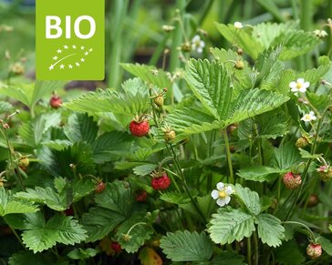 Fragaria vesca var. vesca - Puur