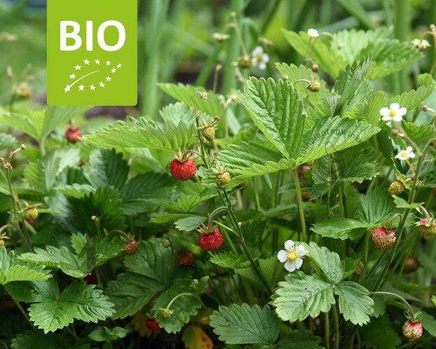 Fragaria vesca var. vesca - Puur