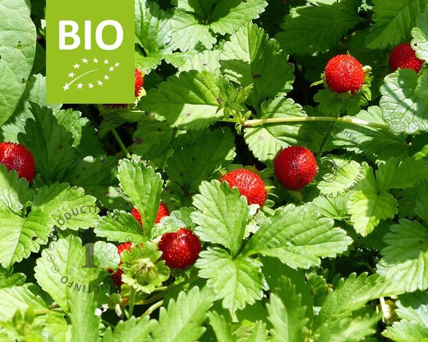 Fragaria vesca var. vesca - Puur