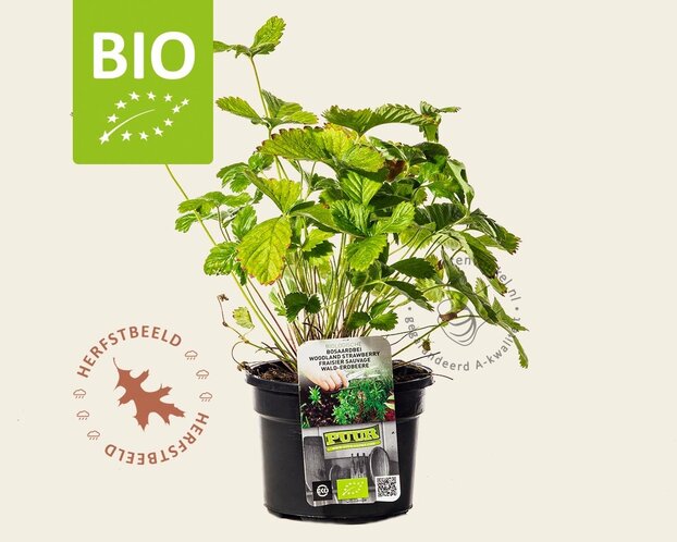 Fragaria vesca var. vesca - Puur